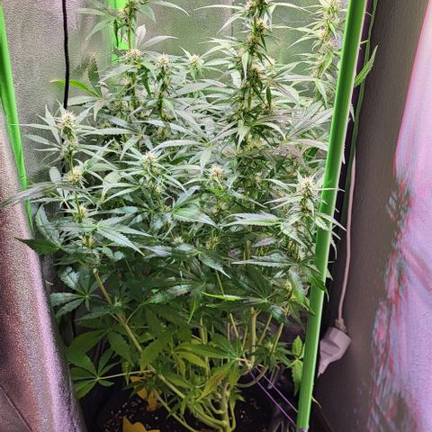 HulkBerry Automatic (40x40 Growbox)  growlog timeline photo