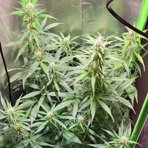 HulkBerry Automatic (40x40 Growbox)  growlog timeline photo