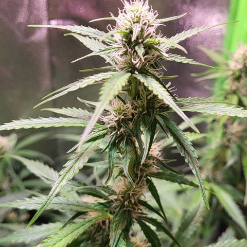 HulkBerry Automatic (40x40 Growbox)  growlog timeline photo