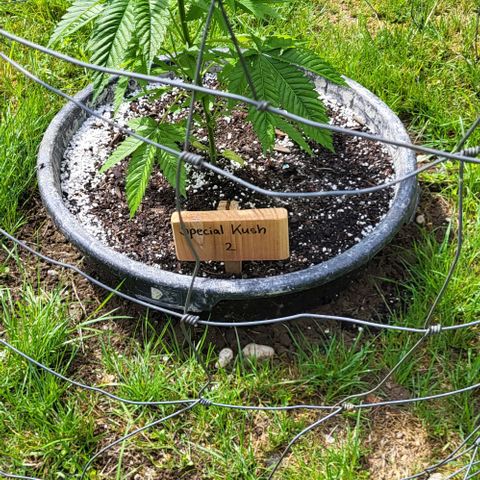 3x Special Kush #1 Outdoor growlog timeline photo