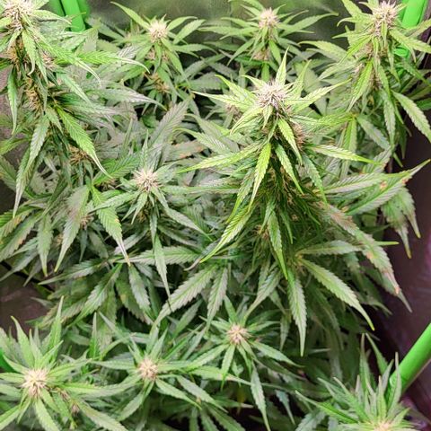 HulkBerry Automatic (40x40 Growbox)  growlog timeline photo