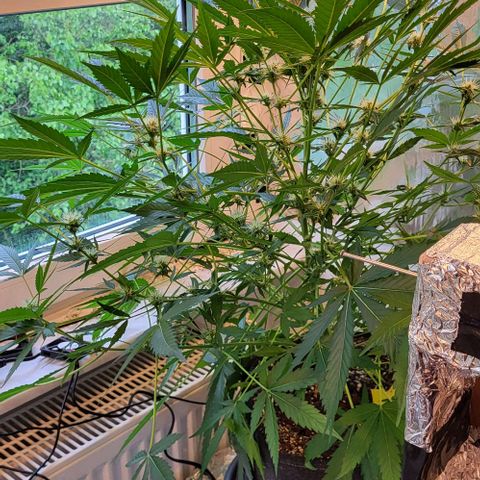 Mimosa Automatic (Windowsill)  growlog timeline photo