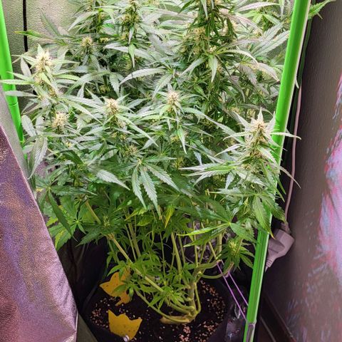 HulkBerry Automatic (40x40 Growbox)  growlog timeline photo
