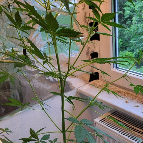 Easy Bud Automatic (Windowsill)  growlog timeline photo