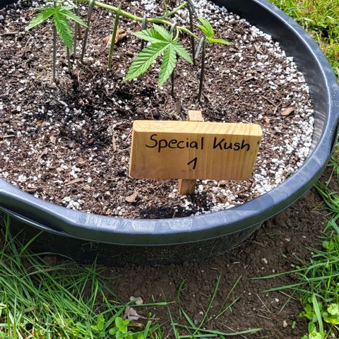 3x Special Kush #1 Outdoor growlog timeline photo
