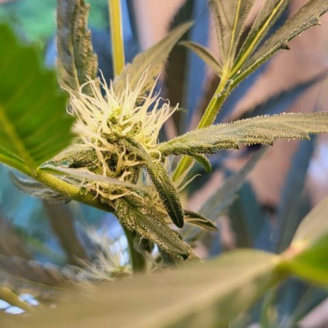 Mimosa Automatic (Windowsill)  growlog timeline photo
