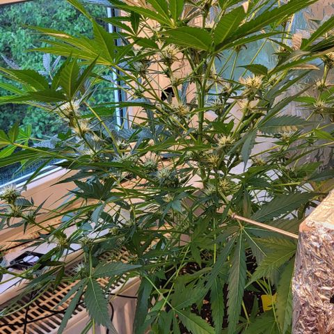Mimosa Automatic (Windowsill)  growlog timeline photo