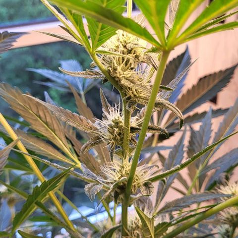 Mimosa Automatic (Windowsill)  growlog timeline photo