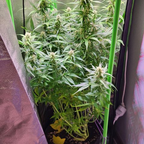 HulkBerry Automatic (40x40 Growbox)  growlog timeline photo
