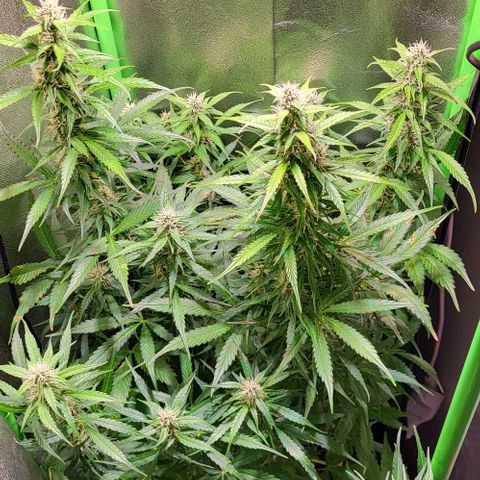 HulkBerry Automatic (40x40 Growbox)  growlog timeline photo