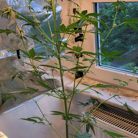 Easy Bud Automatic (Windowsill)  growlog timeline photo