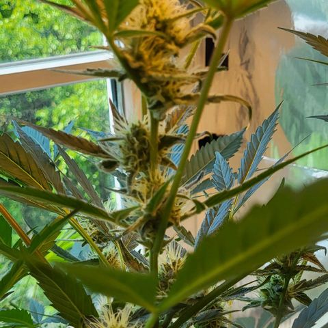 Mimosa Automatic (Windowsill)  growlog timeline photo