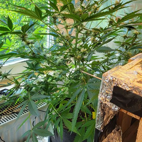 Mimosa Automatic (Windowsill)  growlog timeline photo