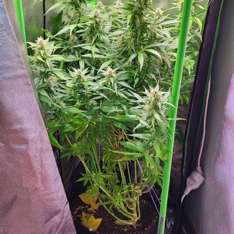 HulkBerry Automatic (40x40 Growbox)  growlog timeline photo
