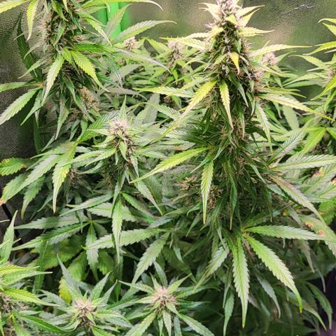 HulkBerry Automatic (40x40 Growbox)  growlog timeline photo