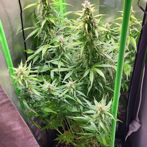 HulkBerry Automatic (40x40 Growbox)  growlog timeline photo