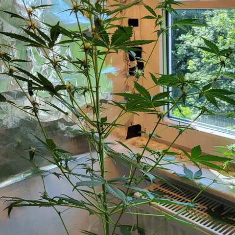 Easy Bud Automatic (Windowsill)  growlog timeline photo