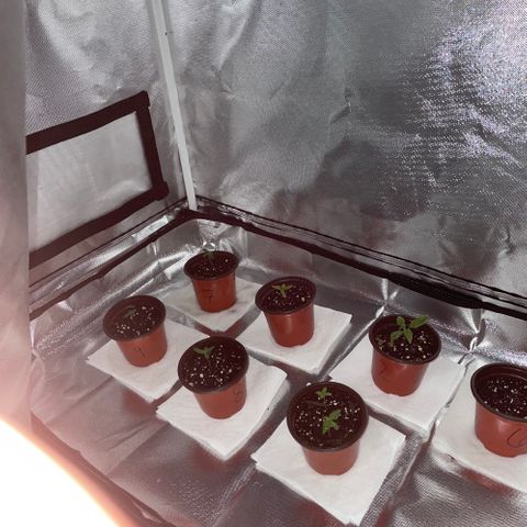 Humboldt Mango Trees growlog photo: All seedlings
