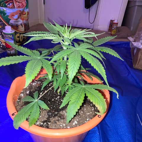 Humboldt Mango Trees growlog photo: Vegetative state (some still seedlings). Browning of lower leaves on most. 