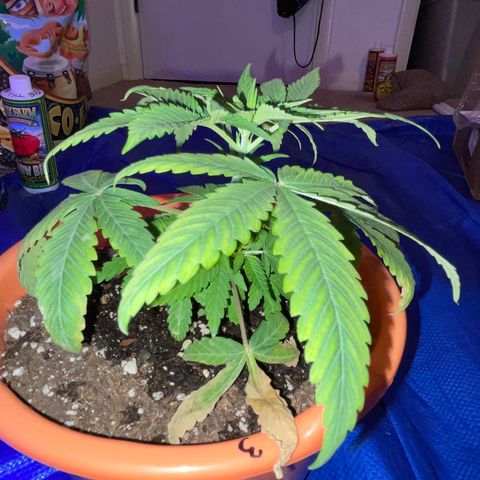 Humboldt Mango Trees growlog photo: Vegetative state (some still seedlings). Browning of lower leaves on most. 