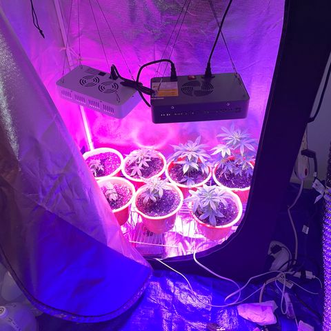 Humboldt Mango Trees growlog photo: Vegetative state (some still seedlings). Browning of lower leaves on most. 