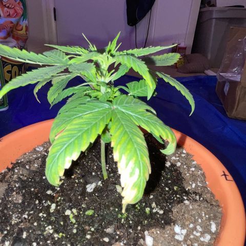 Humboldt Mango Trees growlog photo: Vegetative state (some still seedlings). Browning of lower leaves on most. 