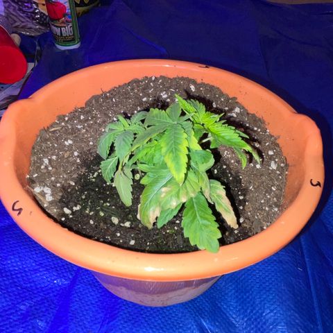 Humboldt Mango Trees growlog photo: Vegetative state (some still seedlings). Browning of lower leaves on most. 