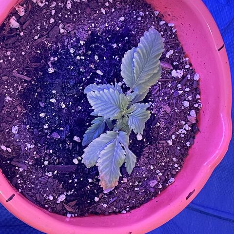 Humboldt Mango Trees growlog photo: From seedlings to vegetative 