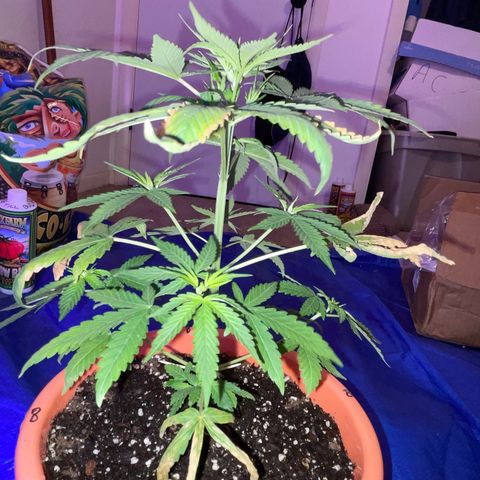Humboldt Mango Trees growlog photo: From seedlings to vegetative 