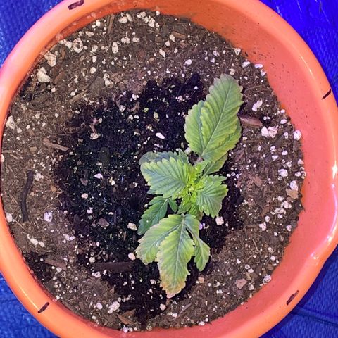 Humboldt Mango Trees growlog photo: From seedlings to vegetative 