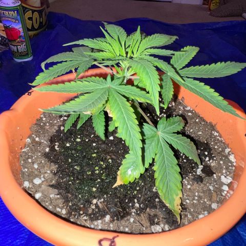 Humboldt Mango Trees growlog photo: From seedlings to vegetative 