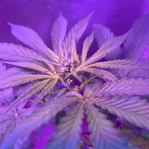 Humboldt Mango Trees growlog photo: Is it budding?