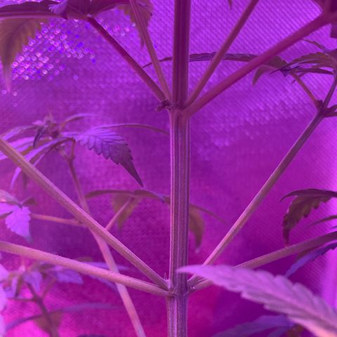 Humboldt Mango Trees growlog photo: Male or female