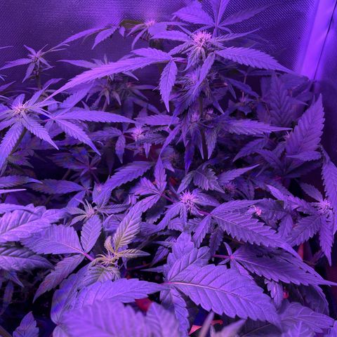 Humboldt Mango Trees growlog photo: Budding