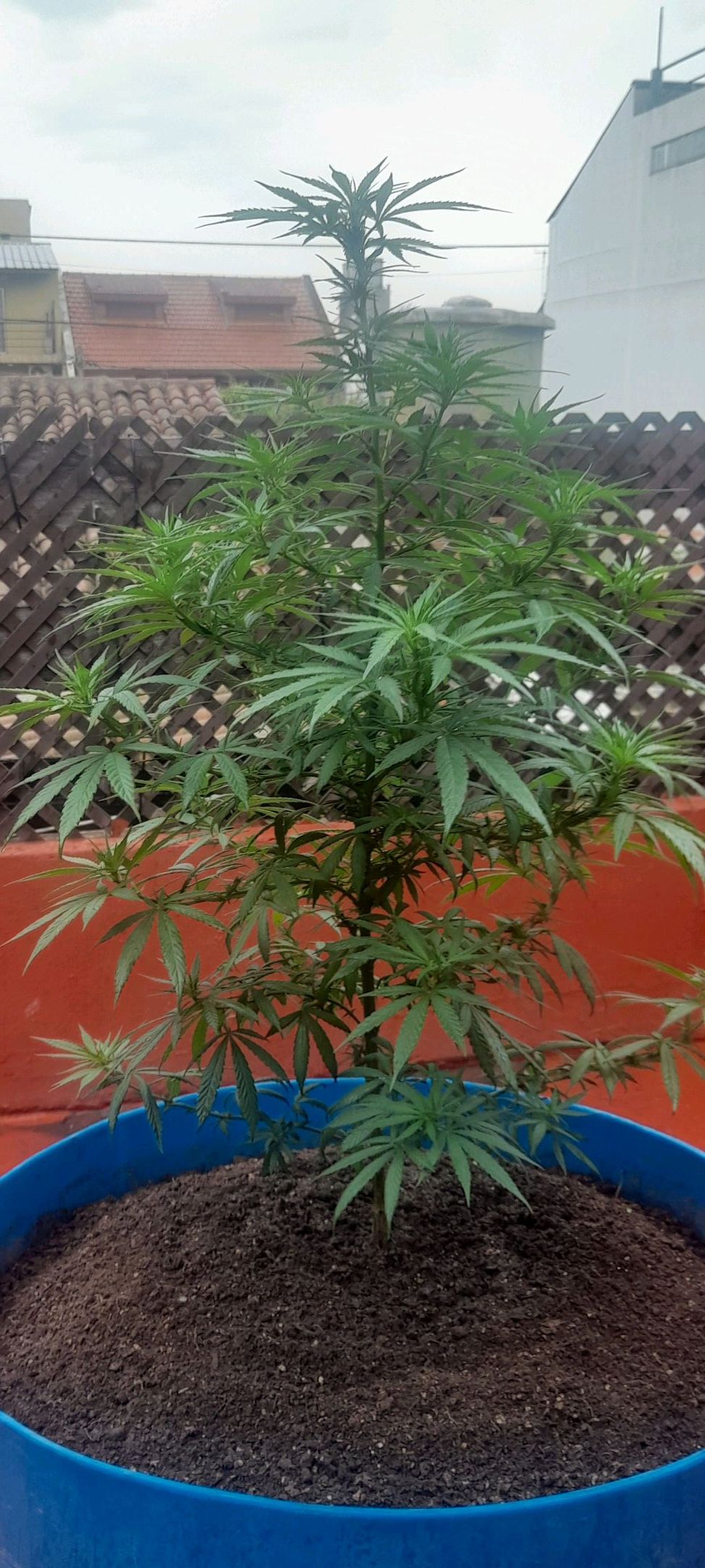 Indica sudaca sleep growlog header