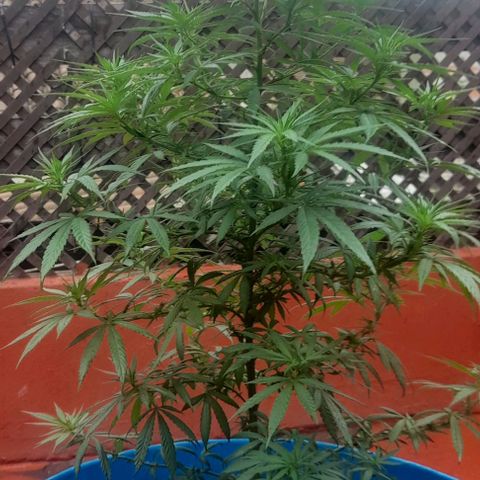 Indica sudaca sleep growlog in Exterior