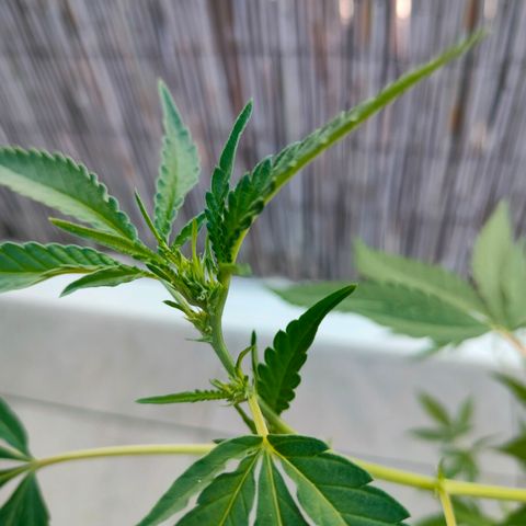 Sweet Lemon AK growlog timeline photo