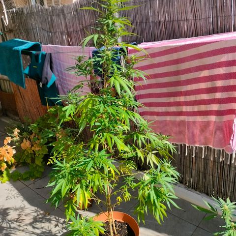 Hindu Kush growlog timeline photo