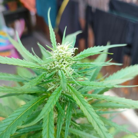 Hindu Kush growlog timeline photo