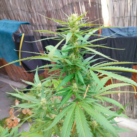 Hindu Kush growlog timeline photo