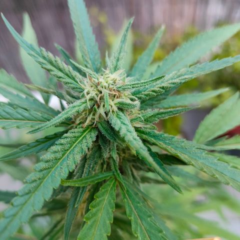 Sweet Lemon AK growlog timeline photo