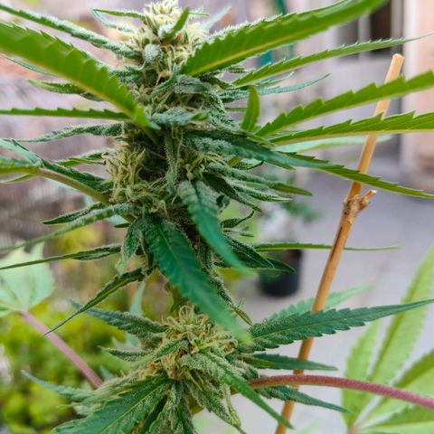 Sweet Lemon AK growlog timeline photo