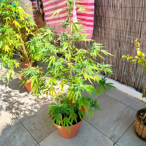 Sweet Lemon AK growlog timeline photo