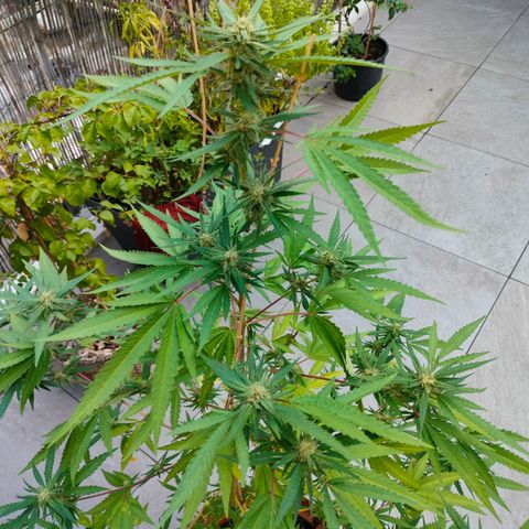 Sweet Lemon AK growlog timeline photo