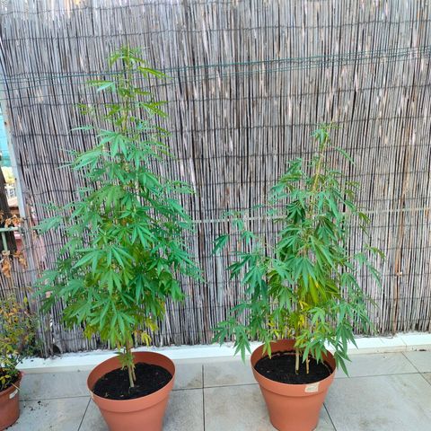 Hindu Kush growlog timeline photo