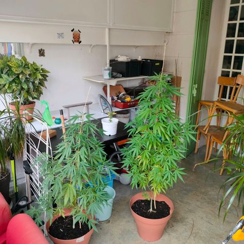 Sweet Lemon AK growlog timeline photo