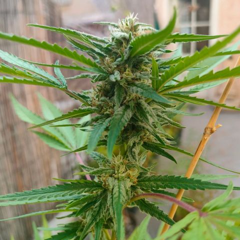 Sweet Lemon AK growlog timeline photo