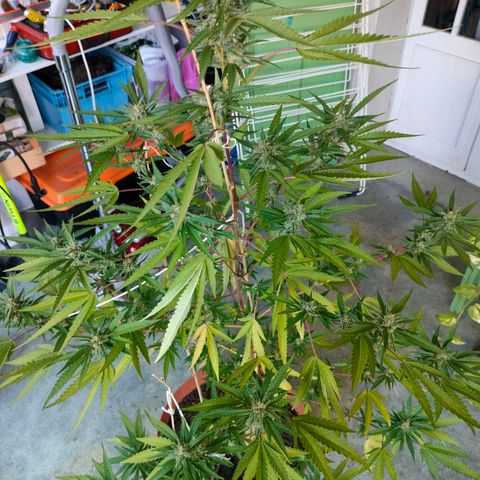 Sweet Lemon AK growlog timeline photo