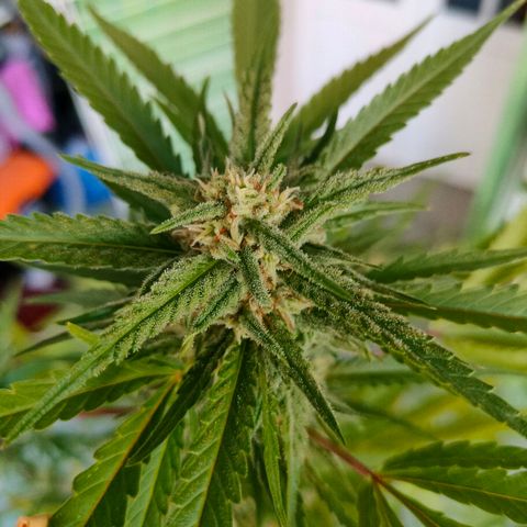 Sweet Lemon AK growlog timeline photo