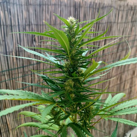 Hindu Kush growlog timeline photo